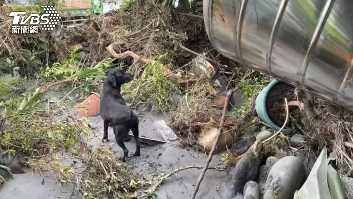 特搜人員與搜救犬持續救援任務。(圖/TVBS)