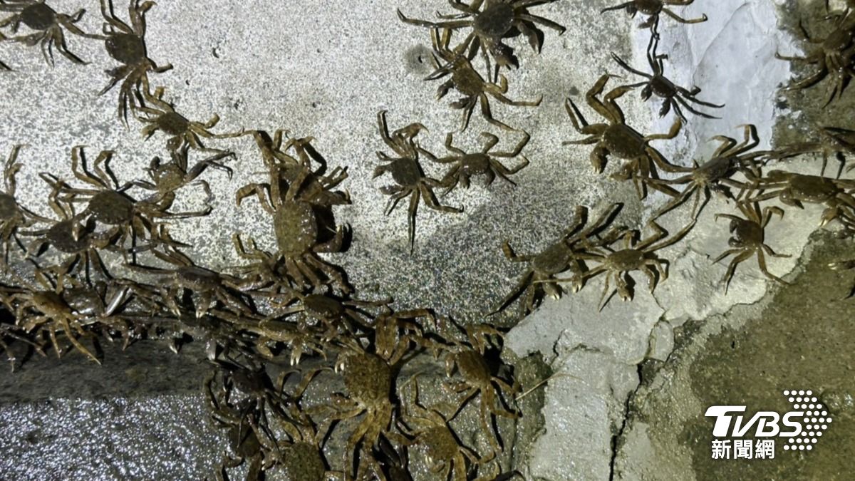 中秋遇見「蟹」逅!碧潭堰毛蟹大軍溯溪畫面震撼曝光