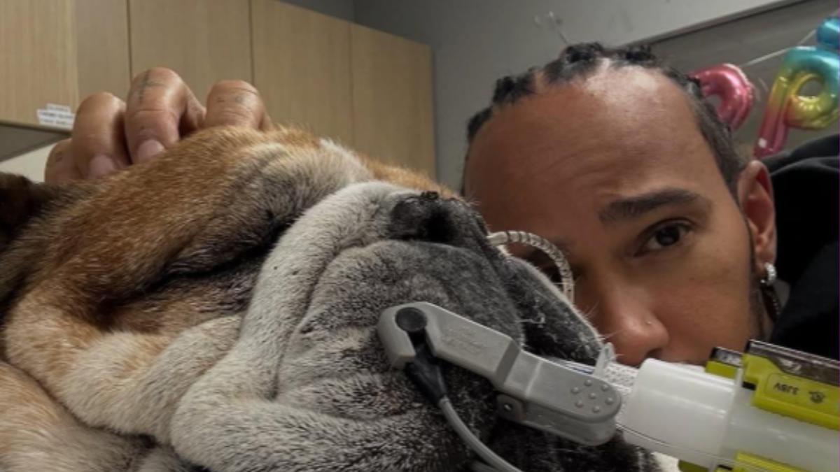 愛犬昏迷「一度心跳停止」 F1七冠王漢米爾頓退出輪胎測試陪伴