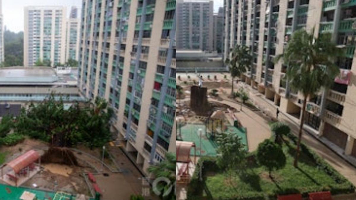 愛民邨細葉榕倒塌及重新豎立對比。(圖/香港01提供)
