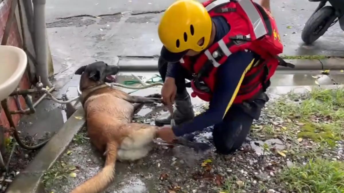 台南搜救犬Dota花蓮災區穿梭!「洗腳腳」畫面感動144萬人