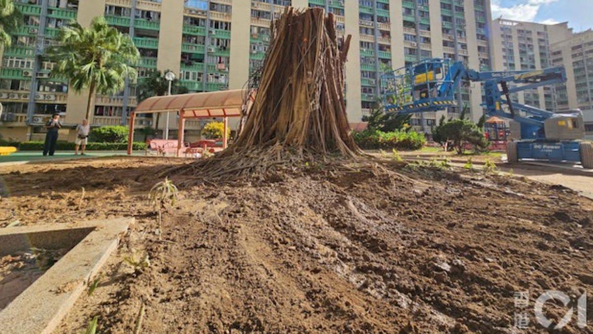 9月27日細葉榕重新豎立。(圖/香港01提供)