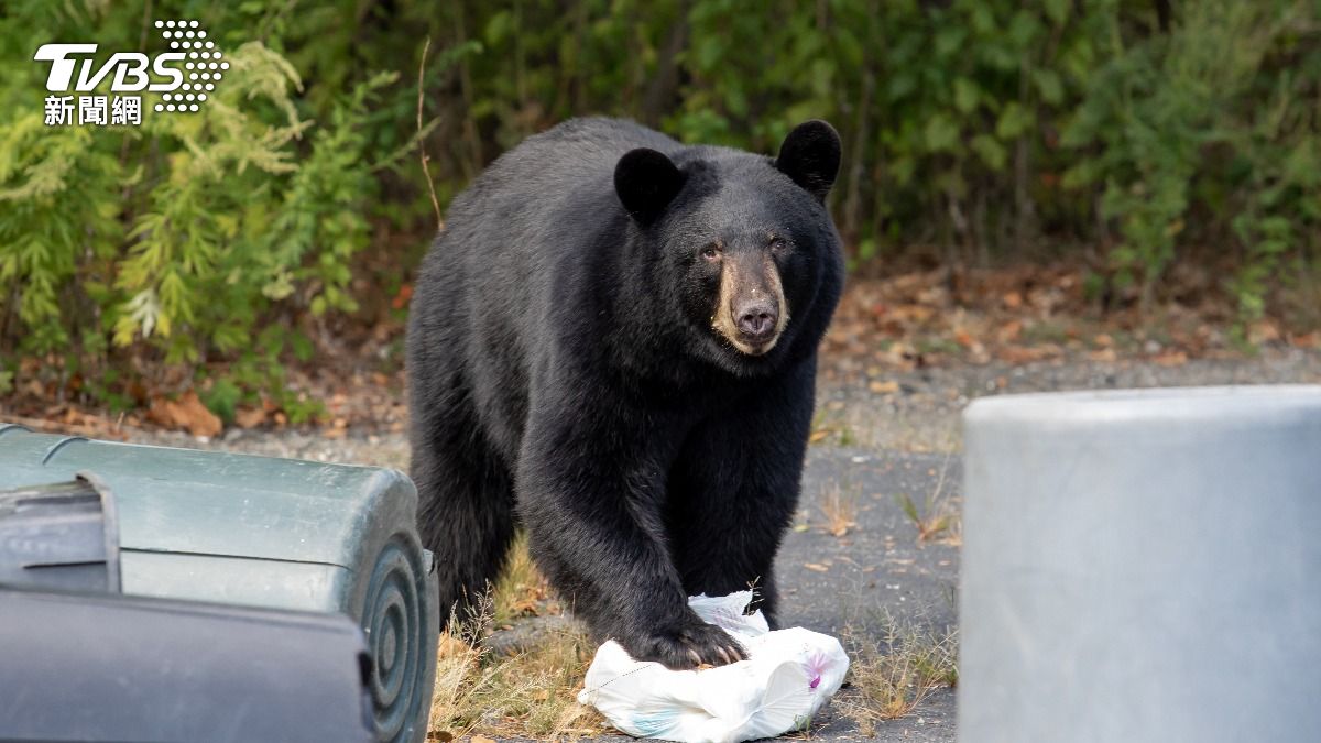 注意日本熊出沒!美國務院罕見發「野生動物警示」
