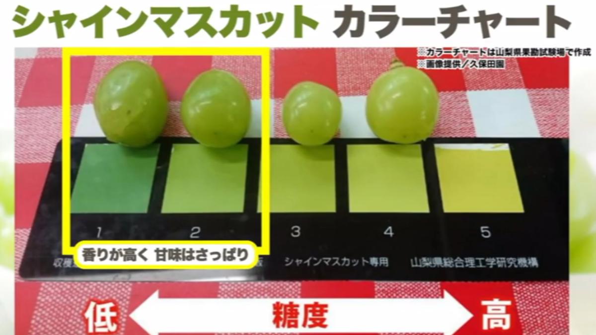 有日本媒體傳授,日本麝香葡萄該怎麼挑選比較甜。(圖/weathernews LiVE)