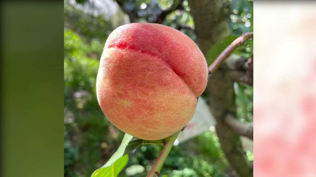 致災大雨轟梨山水蜜桃!「次級果危機」公所出招 搖身變明星商品