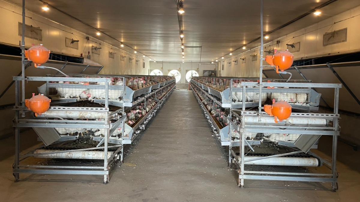 控制飼料蛋白質助減碳 豬雞排泄量減少品質不變