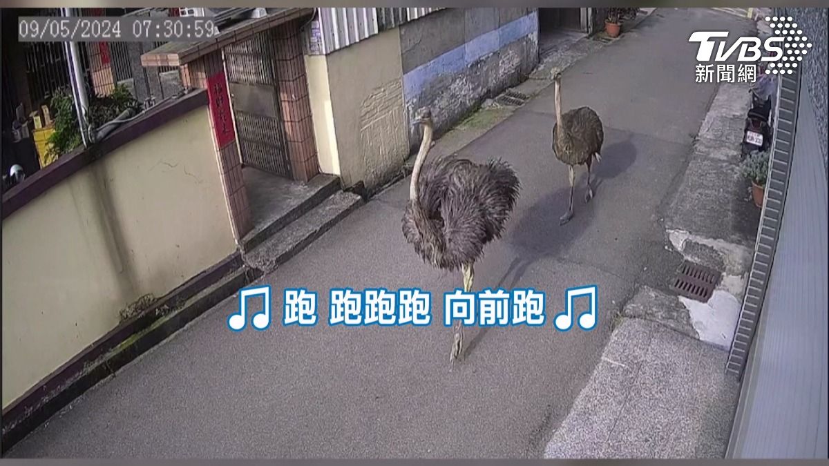 烏日街頭「鴕鳥圍捕」 Google街景留紀念。(圖/TVBS)