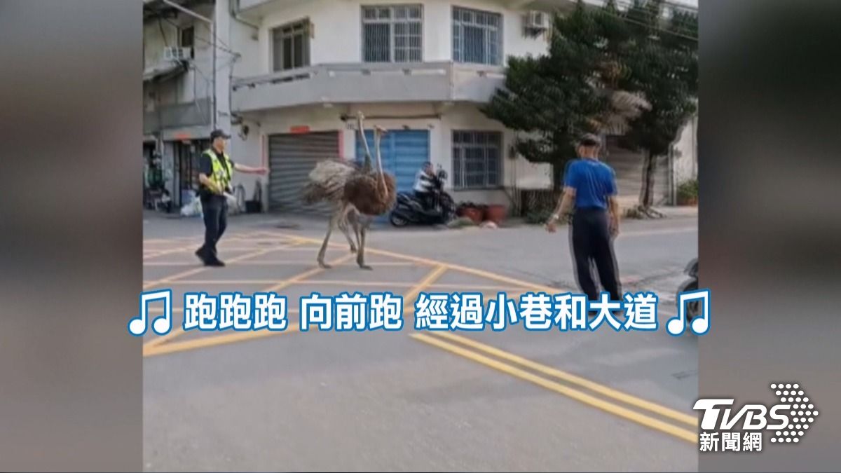 台灣特殊街景!鴕鳥逃亡被Google車拍下 員警圍捕全入鏡。(圖/TVBS)