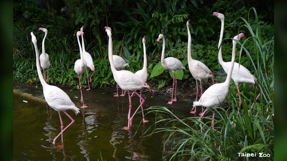 台北動物園111年園慶 換小禮物條件曝光、網喊:太嚴了!