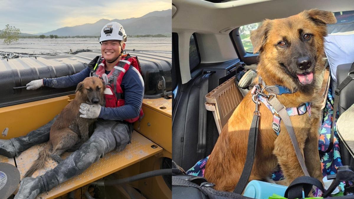 泥濘中發現一隻棕色狗狗不斷追著挖土機跑獲救（圖／花蓮動物救援站提供）