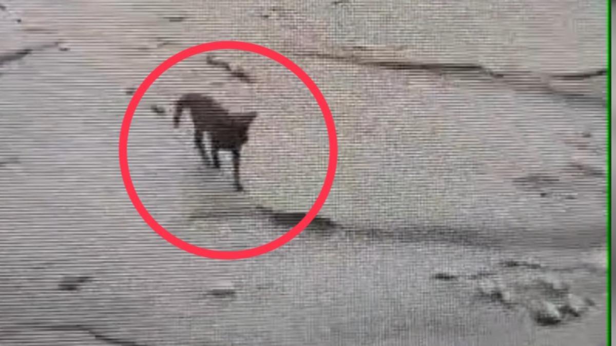 狗狗就一直跟著搜救隊。(圖/花蓮動物救援站提供)