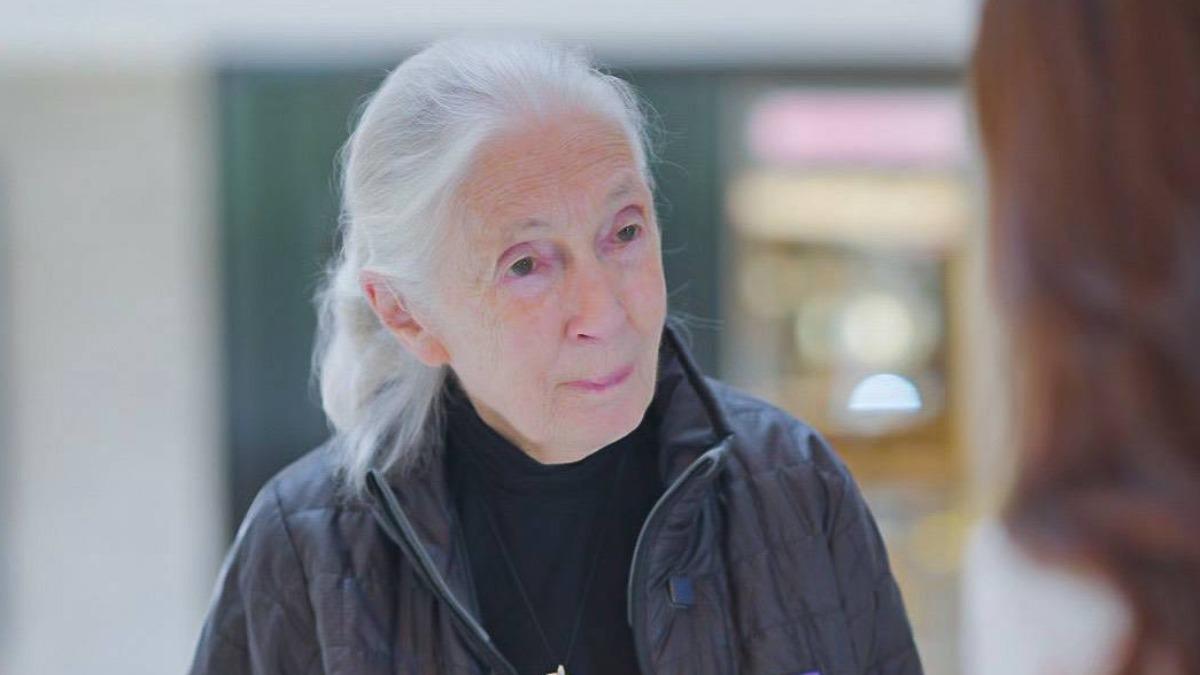 91歲「黑猩猩之母」珍古德逝世! 6月來台訪問就預告下趟旅程:死亡