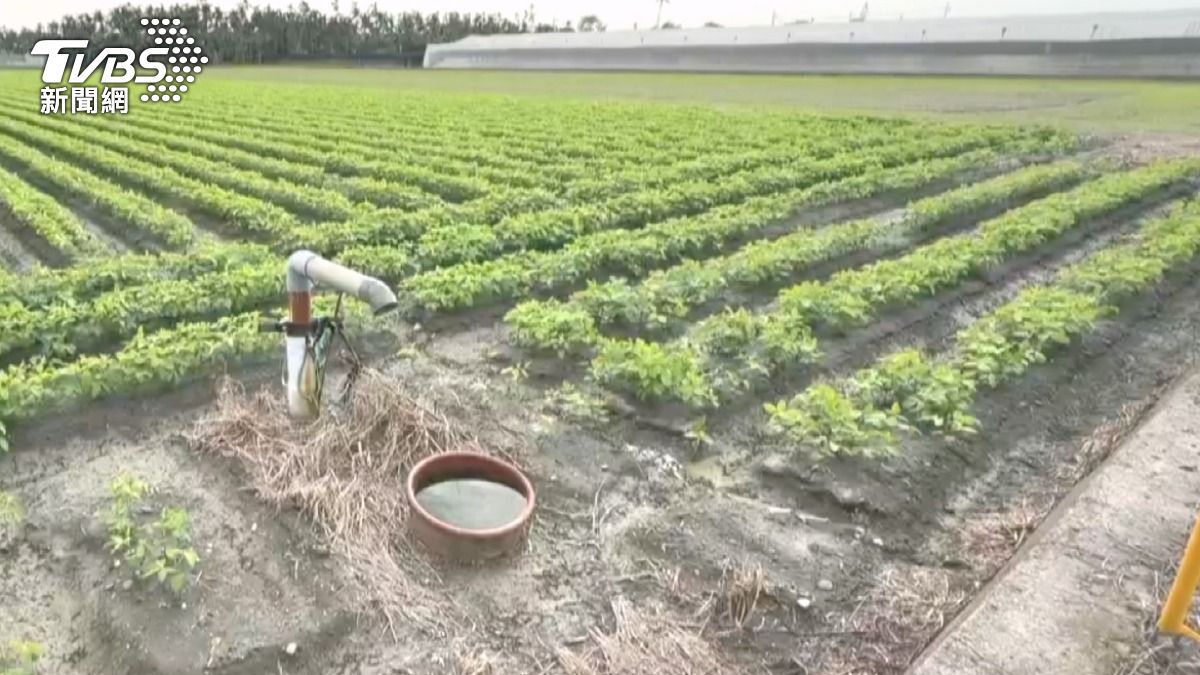 紅豆產量銳減,綠鬣蜥吃紅豆嫩芽,連種苗價格也漲(圖/TVBS)