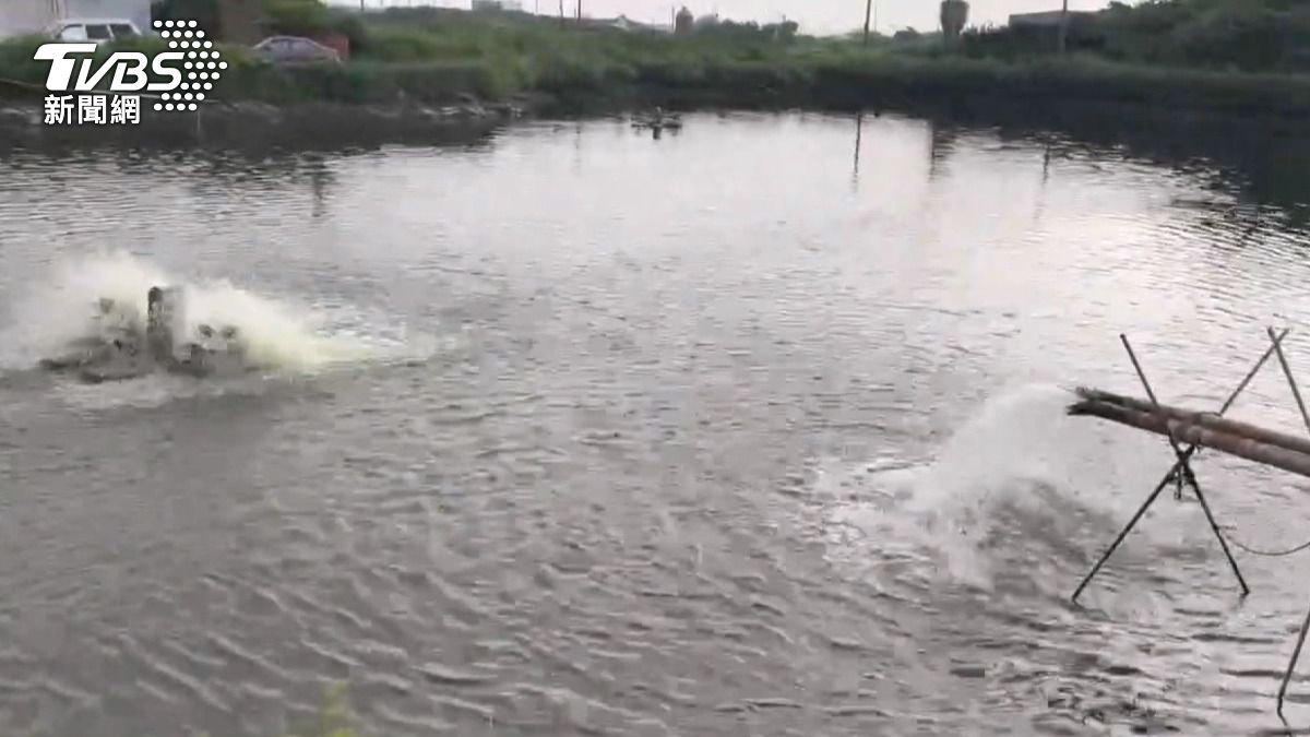 魚群暴斃的主因是水車因斷電而停擺，導致魚塭中氧氣不足。(圖／TVBS)  