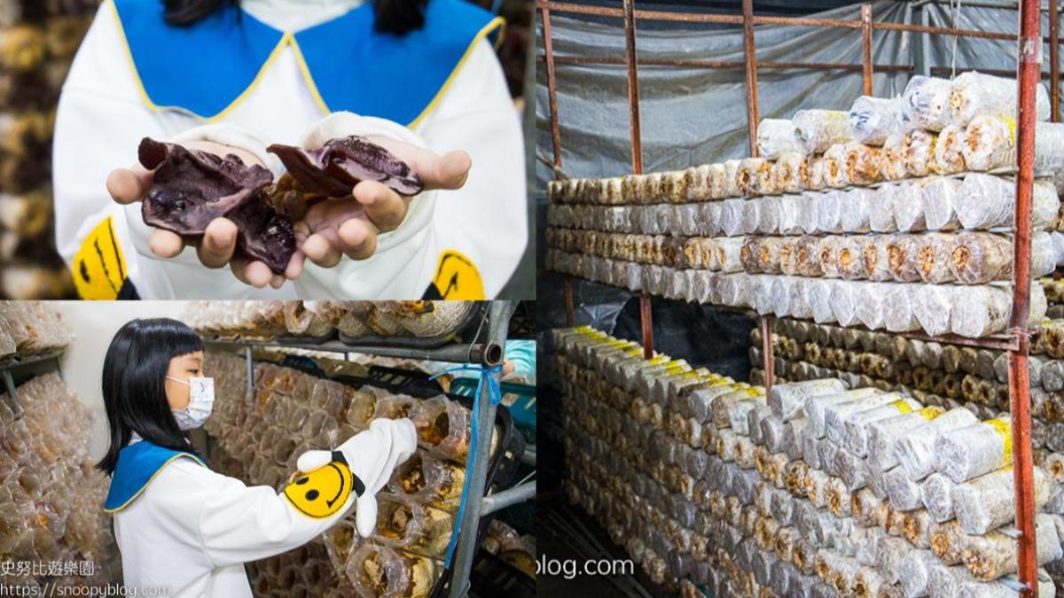 豐年靈芝菇類生態農場有提供免費導覽活動,可以參觀整個農場、認識各種香菇。(圖/史努比遊樂園提供)