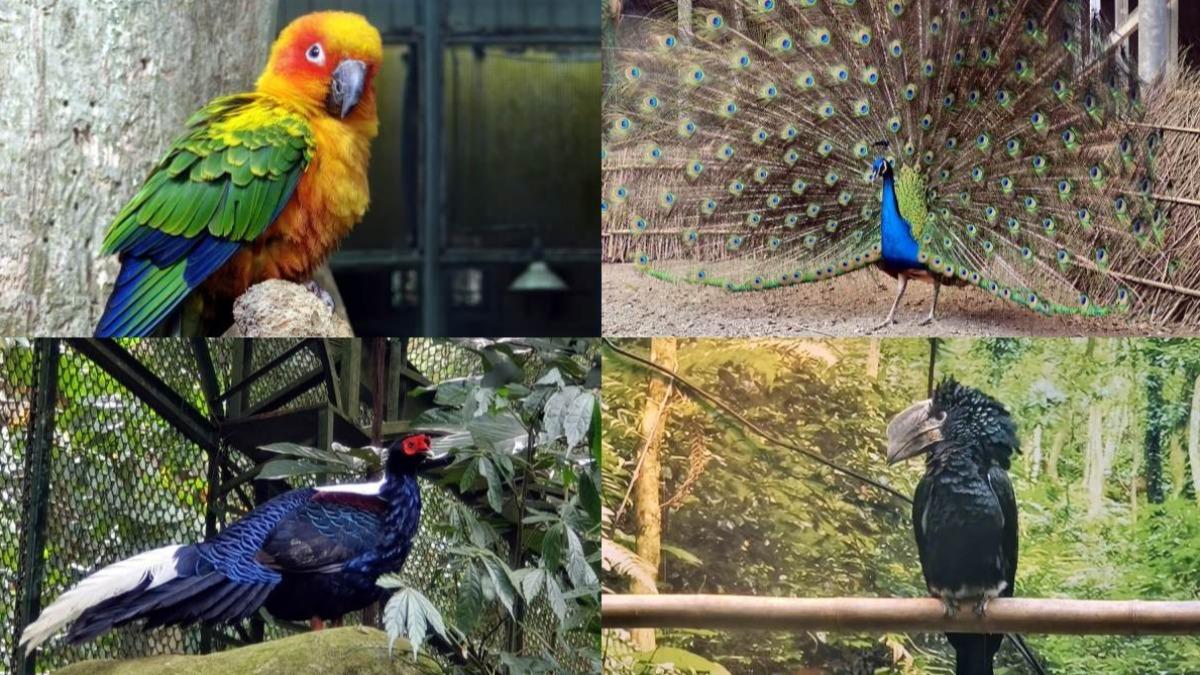 鳳凰谷鳥園生態園區占地30多公頃,50元就能近距離欣賞超過百種珍禽異鳥。(圖/大口老師的走跳學堂!提供)