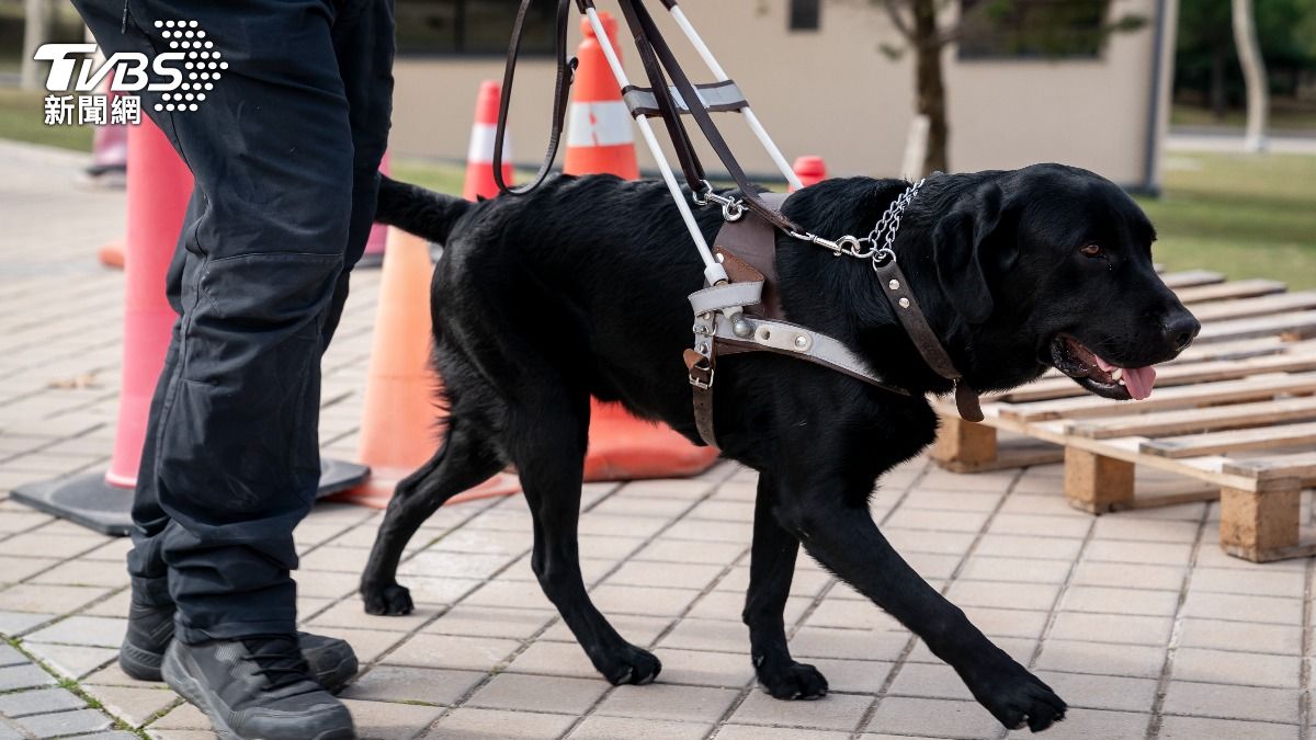 直擊南韓導盲犬學校 每年培訓15隻合格 陪伴視障者安全出行