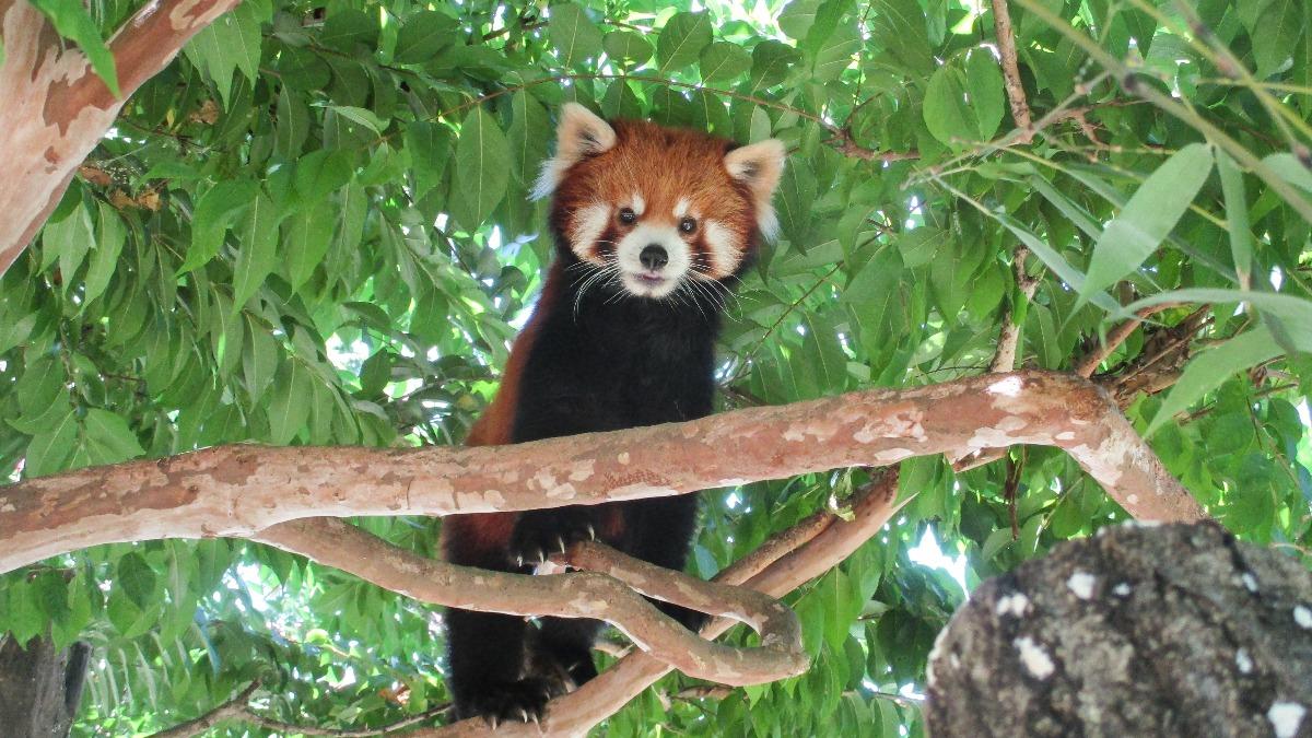小貓熊「可頌」移居日本多摩動物園。(圖/臺北市立動物園)