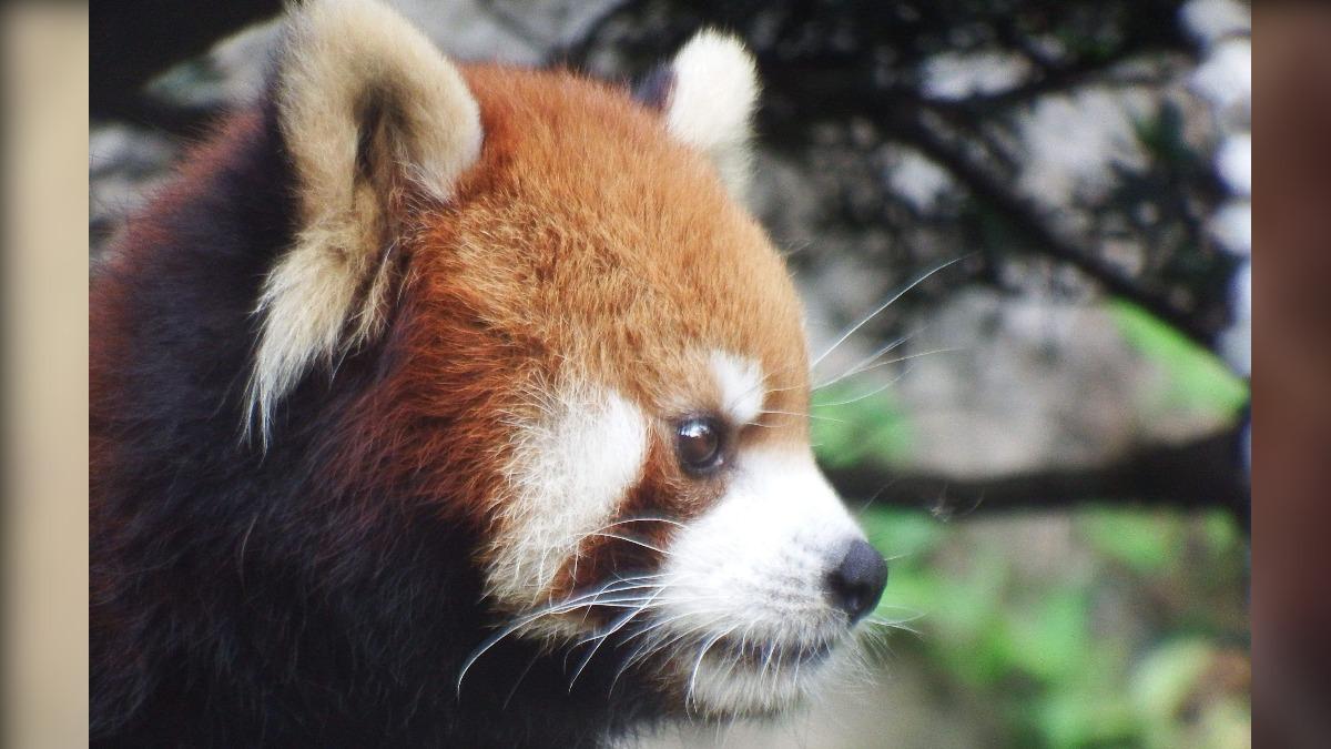 許多民眾喜愛小貓熊「可頌」可愛模樣。(圖/臺北市立動物園)