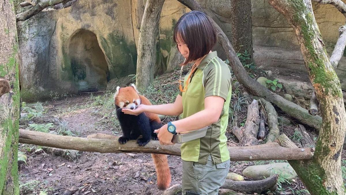 照顧過可頌的保育員不捨他的離世。(圖/臺北市立動物園)