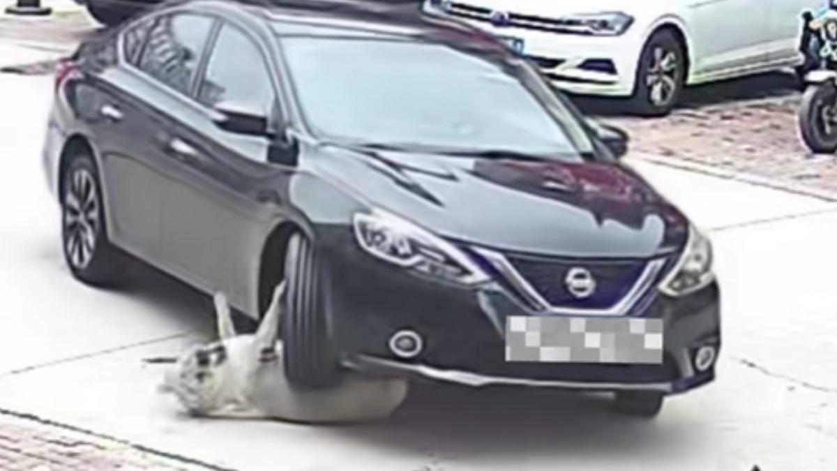 拉布拉多遭汽車輾過!「毫髮無傷」獸醫也驚呆 1句話全網炸裂