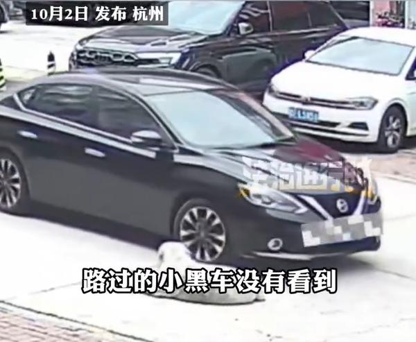 黑色轎車未注意前方,直接把輾過趴在路邊的拉布拉多。(圖/翻攝自微博)