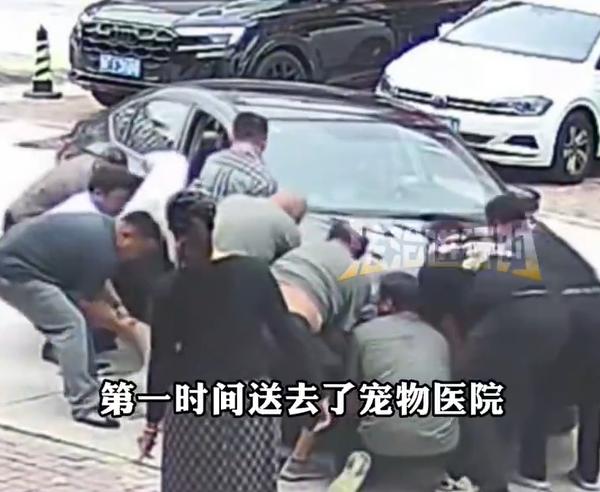 眾人聽到哀號聲,趕緊合力把車抬起救出拉布拉多。(圖/翻攝自微博)