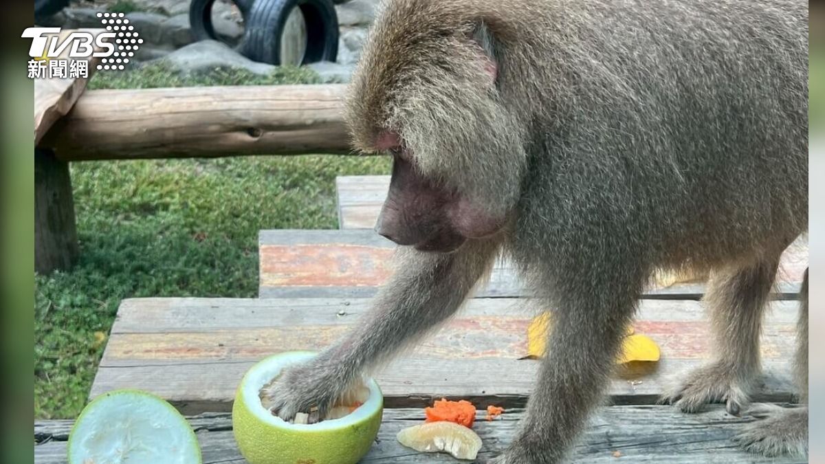 狐獴吃月餅、黑熊啃柚子 壽山動物園「應景餵食」歡慶中秋