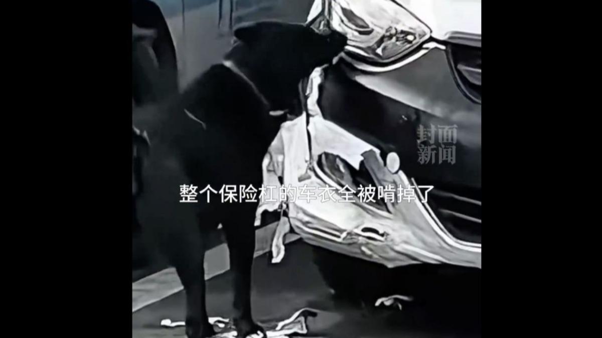 黑狗將女子愛車車衣咬得破爛,碎片散落一地。(圖/翻攝自微博)