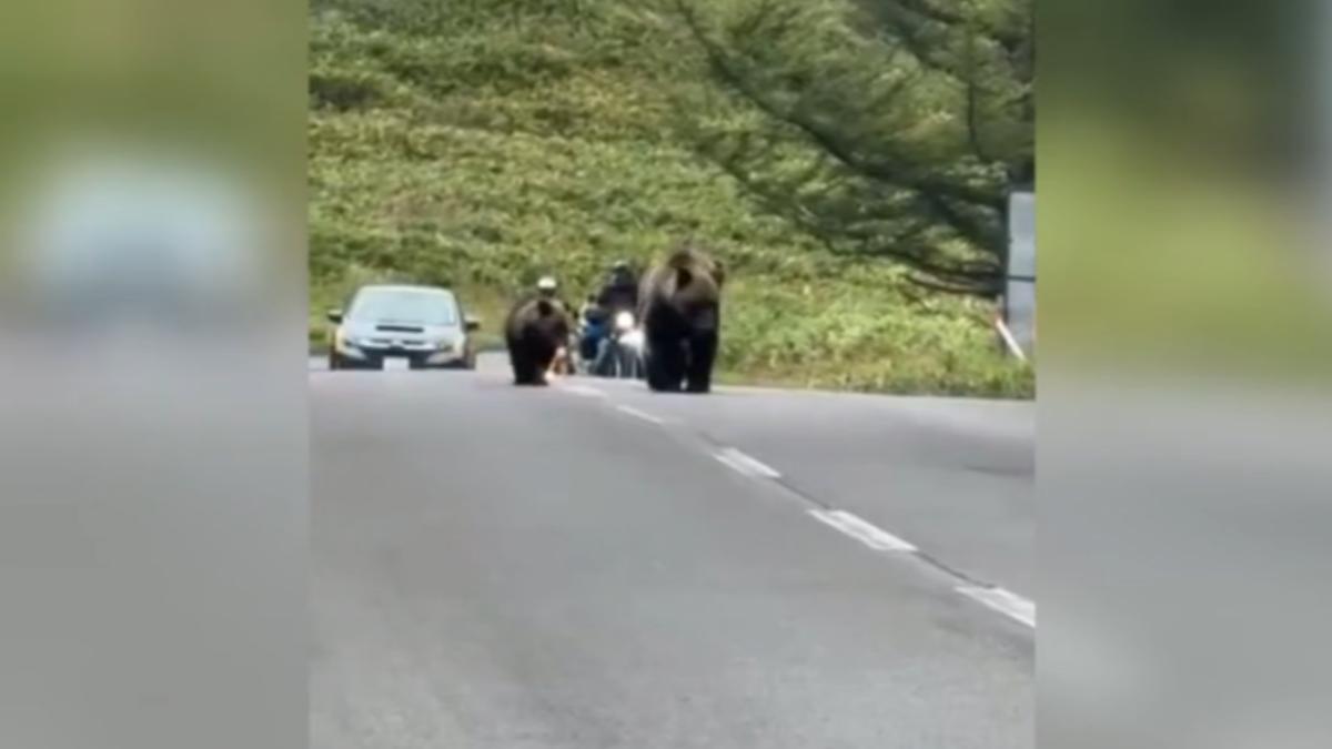 玩北海道注意雪蟲、棕熊出沒。(圖/小廖的北海道生活 授權)