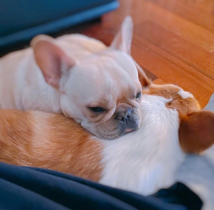 于朦朧生前非常寵愛2隻愛犬。(圖/翻攝自微博)
