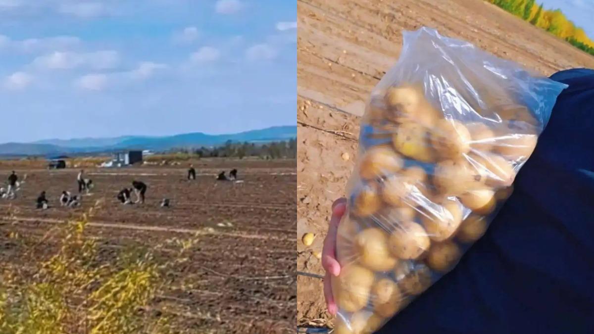 內蒙古路邊現「撿馬鈴薯大軍」 旅客嗨喊:根本停不下來!