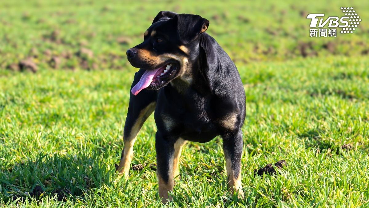 美國失職保母偷懶午睡2小時　男童慘遭2惡犬「活活咬死」