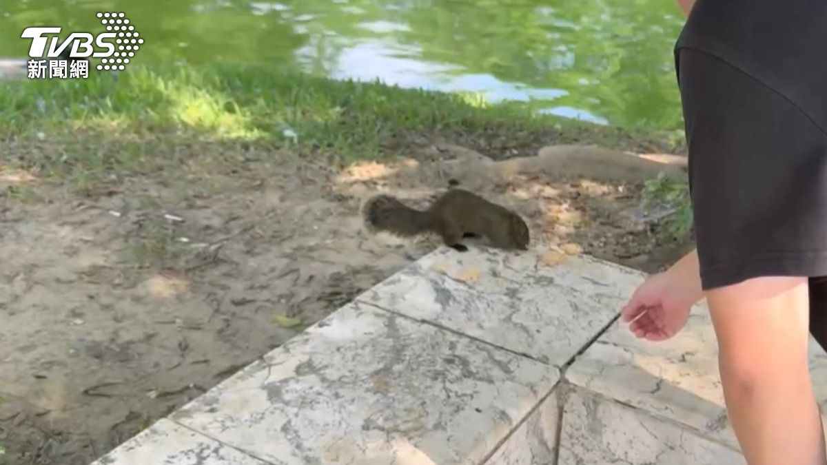 台中公園的松鼠因長期接受餵食,幾乎不怕人。(圖/TVBS)