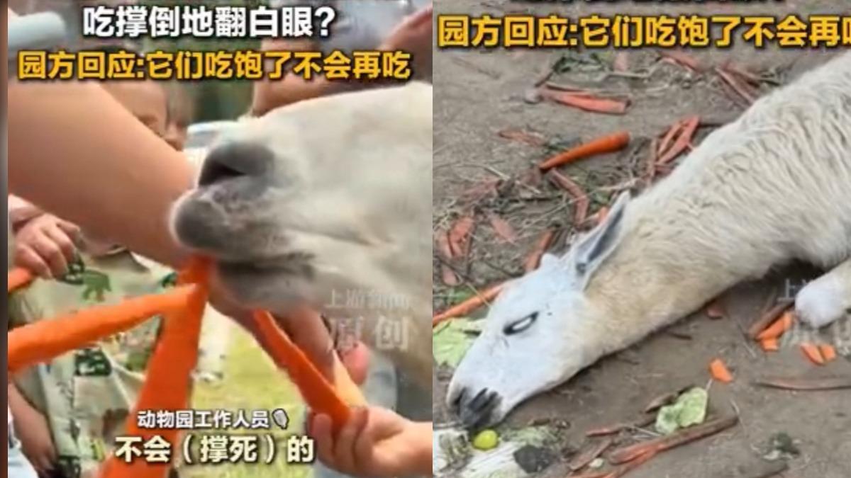 草泥馬竟「倒地翻白眼」嚇壞民眾!動物園回應︰吃撐倒地的