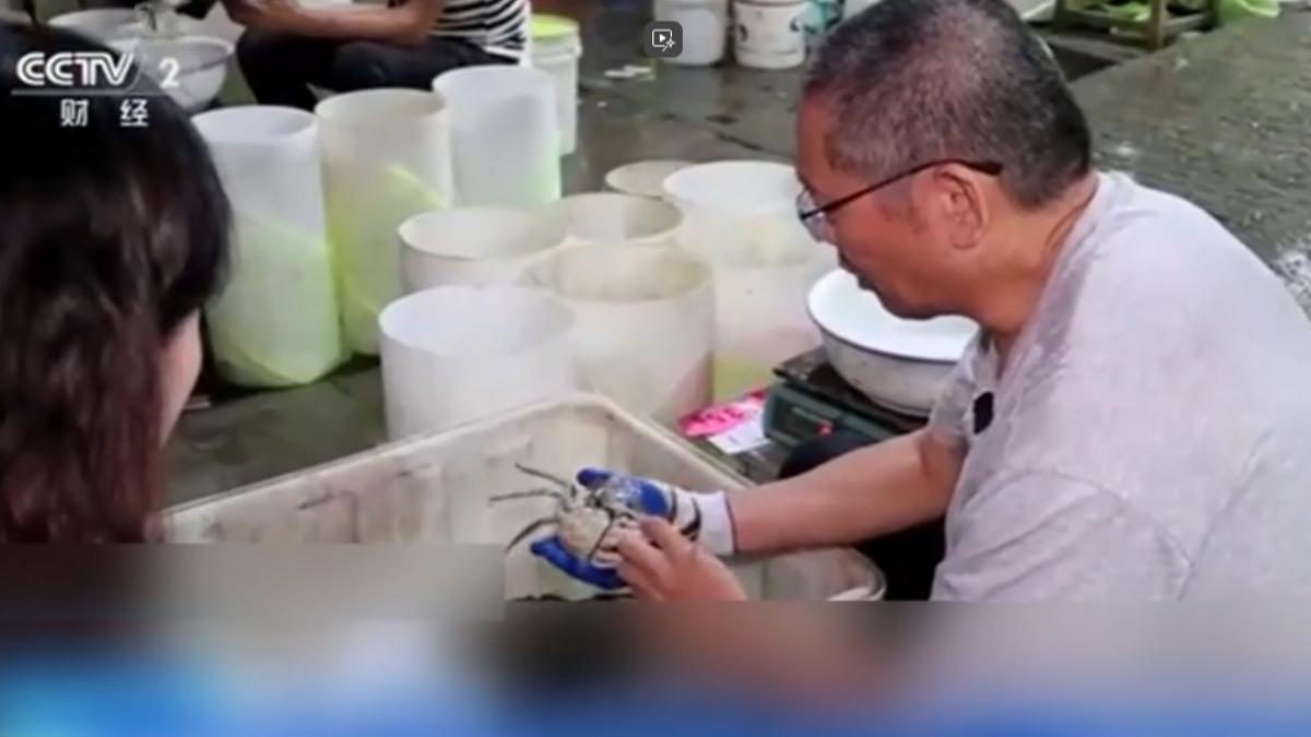 挑蟹師在短短幾秒內,就能判斷哪些是能賣出好價錢的「精品蟹」。(圖/CCTV-2)