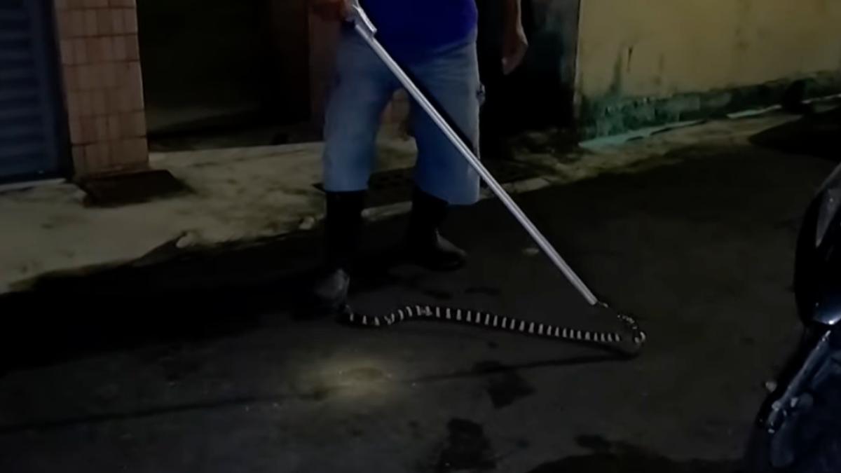 雨傘節長約一米五。（圖／蘇青癸提供）