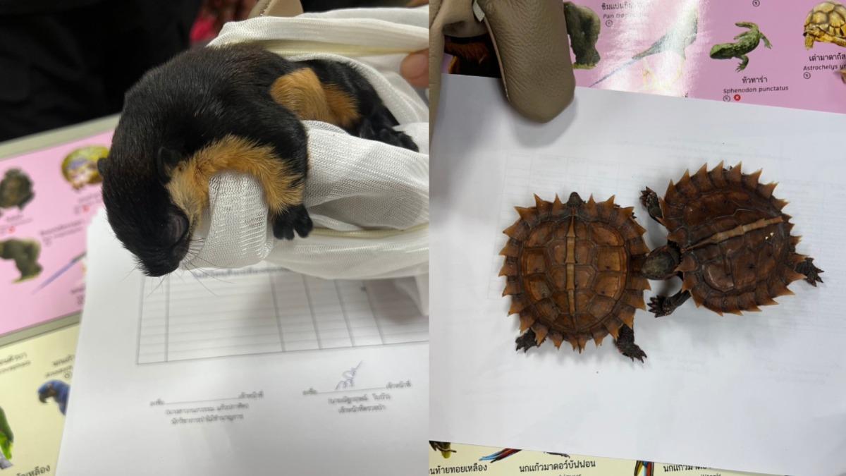 查獲2隻懶猴、1隻松鼠、3隻水獺及2隻亞洲刺龜,共計8隻活體動物。(圖/翻攝泰國國家公園、野生動植物保護部)