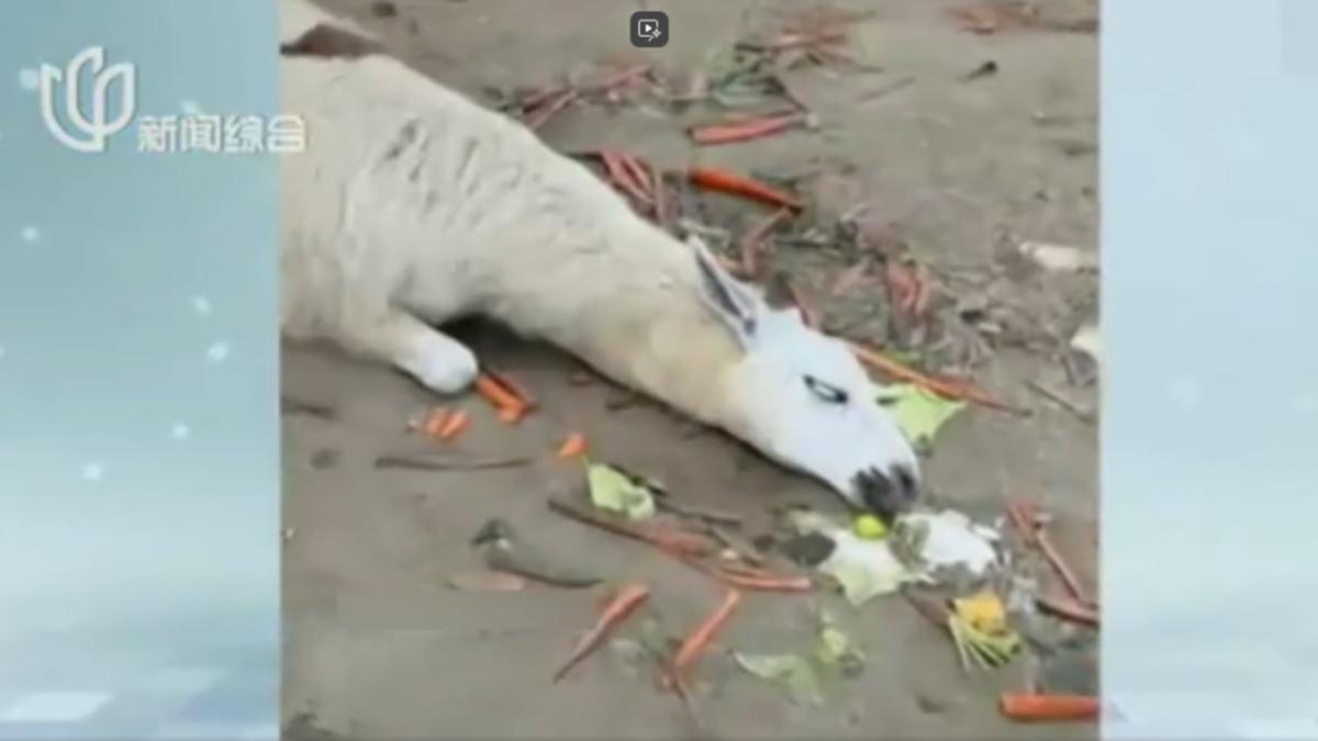 南通森林野生動物園,羊駝躺在地上,眼神呆滯甚至翻白眼。(圖/上視新聞綜合頻道)