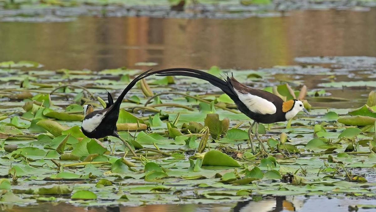 被列為二級保育類動物的水雉。(圖/嘉義縣野鳥學會總幹事陳建樺提供)