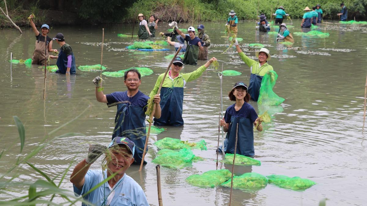 林保署復育濕地計畫,水雉成功回到棲地。(圖/林保署嘉義分署提供)