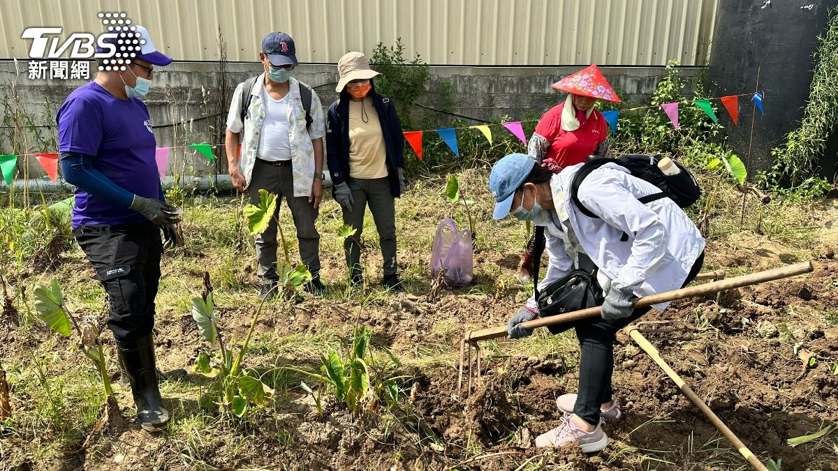遊客下到芋田體驗挖芋。（圖／程子奕攝）
