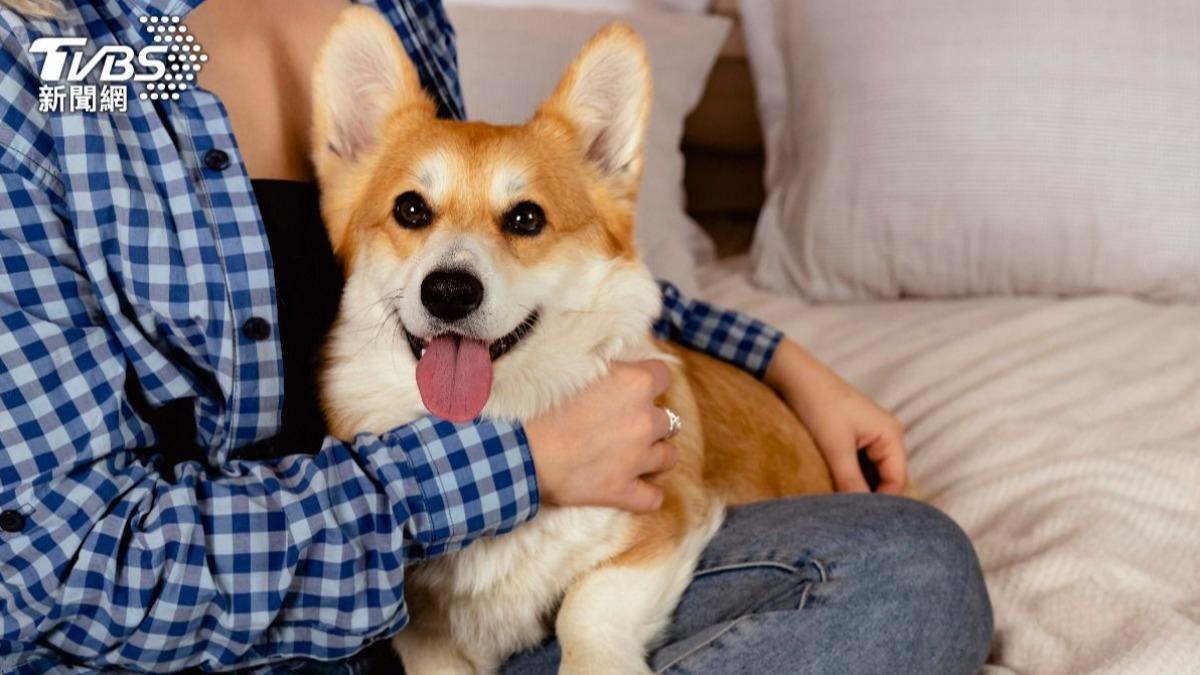 過年留病犬顧厝！牠慘啃家具活活餓死　房東上門見腐屍傻了