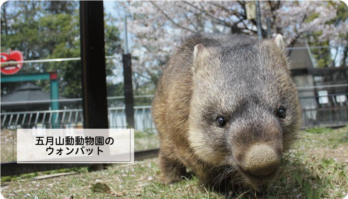 asmi最推薦老家池田市的五月山動物園,其中還有4隻罕見的袋熊。(圖/翻攝自ikeda.osaka.jp)
