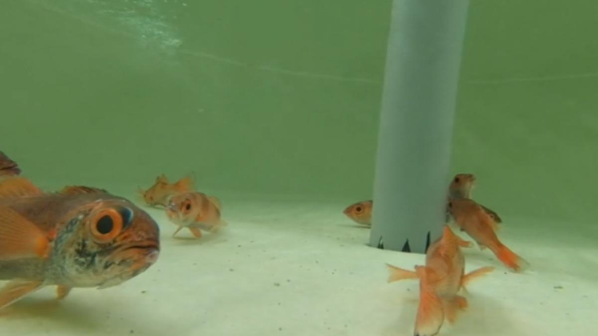 屏東東港養殖研究中心成功繁殖黑口、赤鯥等高經濟價值魚種。(圖/水試所提供)