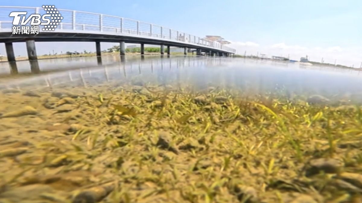 有教授採用類似苗圃的概念,讓它們在穩定環境中快速增加數量。(圖/TVBS)