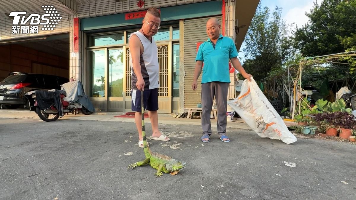 綠鬣蜥偏好「逐水而居」,通常在河川溝渠等有水的環境出沒。(圖/TVBS)