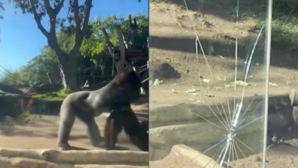 不爽被盯?動物園大猩猩突「衝撞強化玻璃牆」 應聲破裂嚇壞遊客