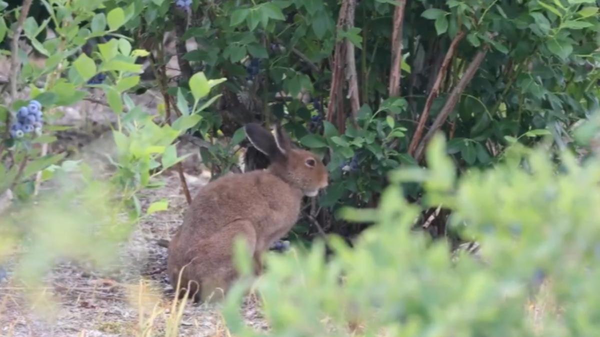 野兔闖農園狂吃藍莓!北海道農家不驅趕反道謝 背後原因曝