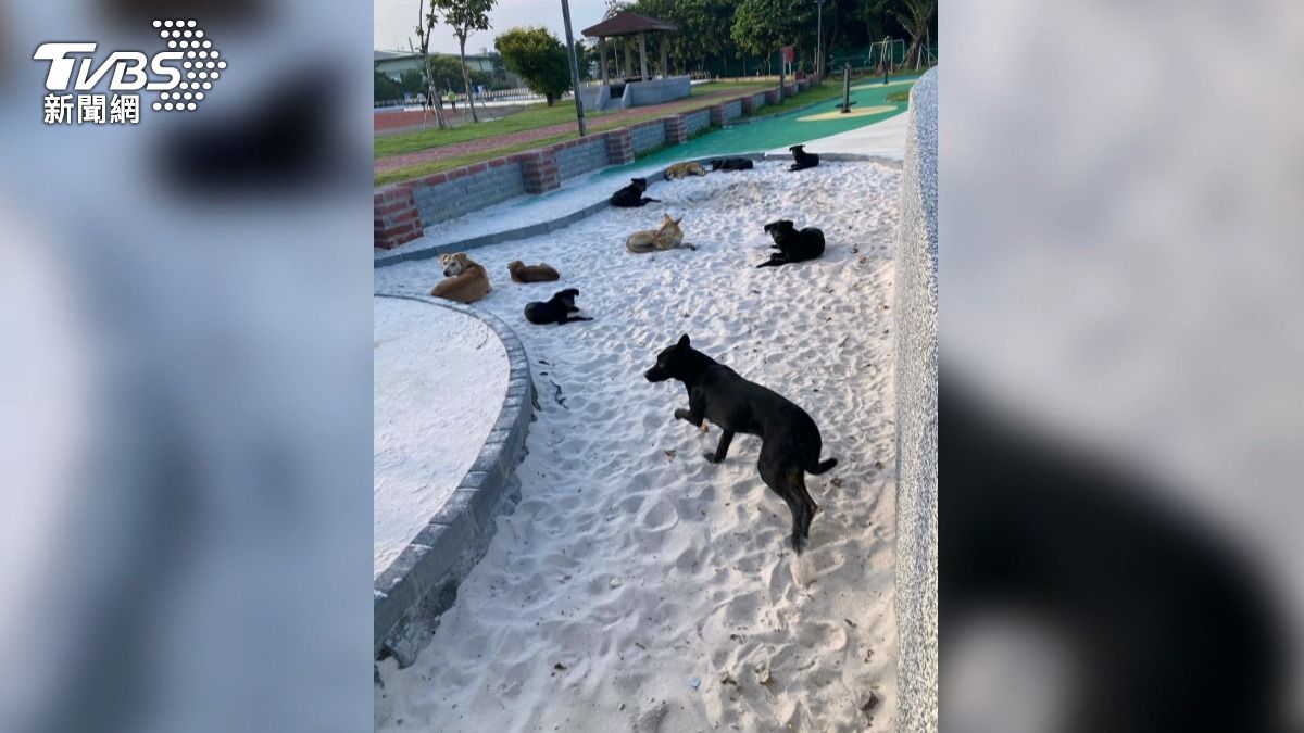民眾擅放誘捕籠黑狗，沙坑淪犬窩兒童安全堪憂。(圖／民眾提供)